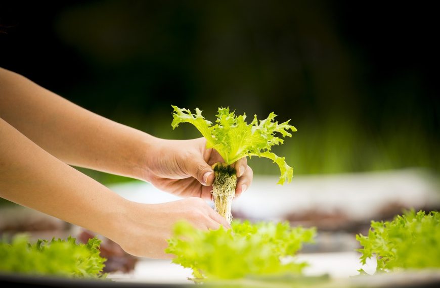 Training Keamanan Pangan Segar Asal Tumbuhan. Pixabay/sippakorn